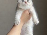 Sıfır Kulak Oyuncu Scottish Fold Silver Yavrum