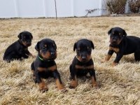 A kalite doberman köpekler