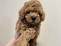 Red brown anne altında toy poodle