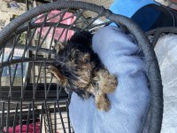Ankaranın En Güzel Ve Orjinal Yorkshire Terrier Yavruları