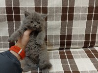 Gri Koca Kafalı Yavru British Shorthair