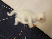 1.5 Aylık Beyaz British Shorthair