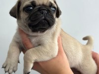 Pug Mops yavrularımız
