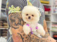 Orjinal Pomeranian Boo Yavrular