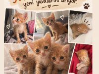 Sokağa Atılan Yavru Sarmanlarımız Yuvasını Arıyor