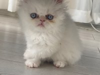 YAVRU KEDİLER