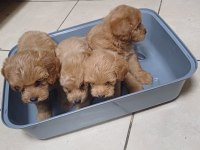 Maltipoo yavrular