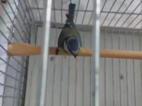 MAVİ BAŞTANKARA ERKEK