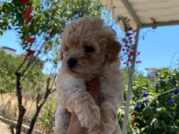 Çok tatlı maltipoo yavrularımız