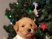 Baby face golden retriever bebekler