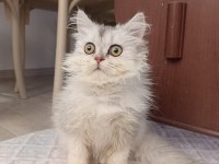 5 aylık british longhair kızımız Hera