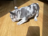 BLUE MERLE FRENCH BULLDOG
