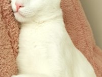 VAN KEDİMİZE ÇOK ACİL YUVA ARIYORUZ