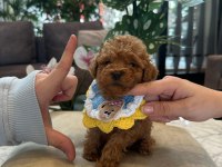 Micro teacup poodle bebeğim
