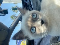 British shorthair blue point