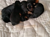 Pinscher erkek dişi mevcuttur