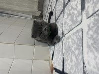 Sıcak yuva arıyoruz scottish fold