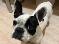 Sahibinden maske french bulldog