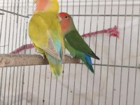 Sürekli Yumurtlayan Anaç Takım Papağanımız