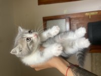 2 aylık british shorthair yavrular