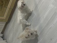 Küçük büyümeyen maltipoo bebekler