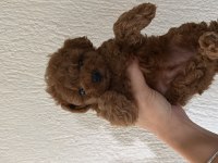 Sağlık garantili toy poodle kore