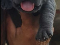 Cane Corso Köpeği