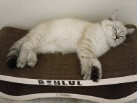 Beyaz Akıllı Ve Çipli British Longhair