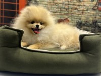 Teacup Pomeranian Boo Erkek Yavrumuz @petclubadanaa