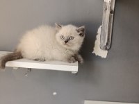 British shorthair blue point