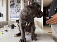Ruhsatlı çiftlikten A kalite cane corso