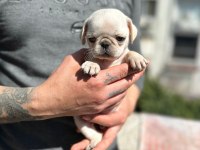 EGZOTİC WHİTE PUG KARDEŞLER