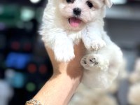 Maltese yavrular