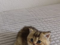 Dişi ve erkek british shorthair yavrularımız