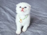 Scottish fold 2 Aylık Dişi