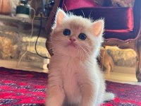 Saf Kan Golden British Shorthair Yavruları (Wcf kayıtlı)