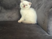 Scottish Fold Ayı Surat Yavrularımız