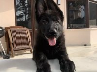 Şecereli solid black alman kurdu yavruları