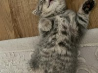 Bebeksu British Shorthairler