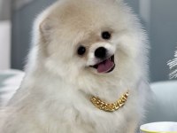 Beyaz Renk ayı surat pomeranian boo 2 aylık erkek yavrum
