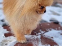 Ayı surat şecereli pomeranian boo erkek