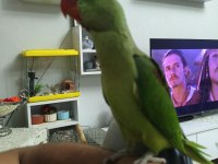 5 aylık çok tatlı iskender papağanı
