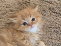 1,5 aylık british longhair