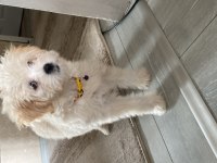 A KALİTE MALTİPOO YAVRULARIMIZ