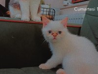 2,5 Aylık erkek mavi gözlü kedim