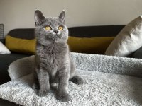 Gri British shorthair cinsi yavrumuza yuva arıyoruz
