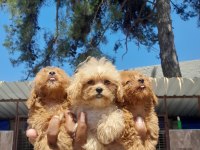 maltipoo yavrular bir birinden güzel
