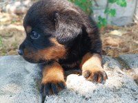 KOCA KAFA ANNE BABADAN KALITELI KÖPEKLER KAÇMAZ