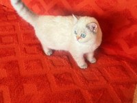SAFKAN BRİTİSH SHORTHAİR GOLDEN&POİNT YAVRULAR