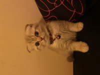 1 Yaşında Duman gri Scottish Fold